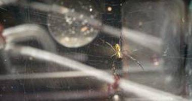 A spacecraft is pioneered at the International Station due to spiders