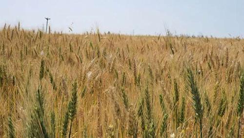 Supply begins for 2022 wheat supply season at 400 locations at the Republic level
