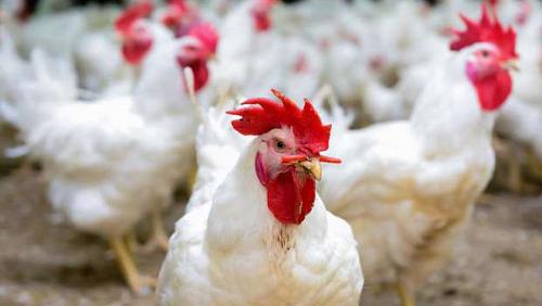 Chambers of Commerce warns of 70 living poultry trading from our infected farmers