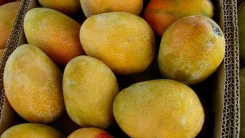 Mango prices in Obour market today 782021