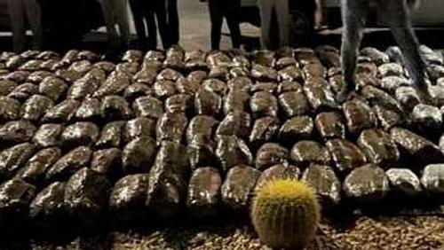 100 grasshopes were seized by two criminal elements in Alexandria