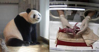 The birth of the first small Panda industrial vaccination with an animal park in Singapore