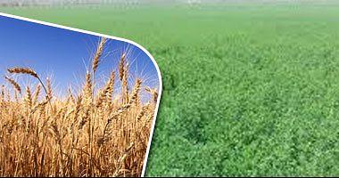 Egypts wheat imports record $ 283 million in February