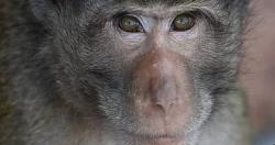 جدرى القرود مرض فيروسى نادر يتطور لطفح جلدى وحمى ويسبب الوفاه