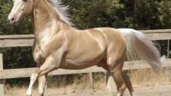 صمم رئيس تركمانستان تمثالاً تذكارياً لخيول والديه أصيل الحصان الذهبي