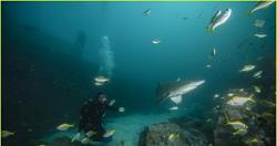 كريس هيمسوورث يغوص فى اعماق البحار بجوار اسماك القرش المفترسه فيديو