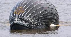 انجراف حوت احدب نافق طوله اكثر من 12 مترا الى شواطئ نيويورك فيديو وصور