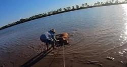 خاطر اثنان من الصيادين بحياتهم لإنقاذ ماشيته من التمساح العشرين المميتة مقاطع الفيديو والصور
