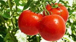 سعر الطماطم في سوق العبور اليوم تختلف بحسب الجوده