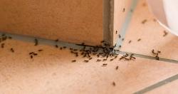 هل وجود النمل فى البيت دليل على الحسد؟ اعرفى الحقيقه وازاى تتخلصى منه