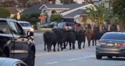 هرب قطيع من الماشية قبل ذبحه وتجول في شوارع كاليفورنيا فيديو
