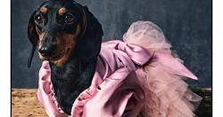 مجموعة جديدة من ملابس الكلاب من دار أزياء موسكينو الشهيرة السعر من 147 دولار