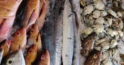 سعر الاسماك بسوق العبور اليوم البورى 1 يتراوح بين 64 – 70 جنيها للكيلو