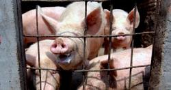 حمى الخنازير الافريقيه تقتل اكثر من 100 خنزير فى ماساكا باوغندا‎‎