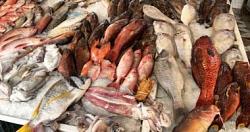 سعر الاسماك بسوق العبور اليوم البوري 4765 جنيها للكيلو