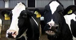 البرازيل تعلق تصدير اللحوم بعد اكتشاف حالتين من جنون البقر