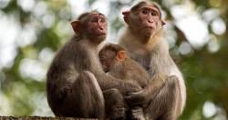 دراسه توضح اكتشاف قدرات اجتماعيه جديده لدى القرود تشبه سلوك البشر