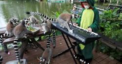 فتاة تعزف على البيانو في حديقة تايلاندية للترفيه عن الحيوانات صورة