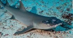 مرض جلدى غامض يصيب اسماك القرش الابيض فى ماليزيا صور