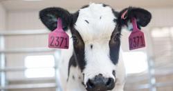 بحث جديد يركز على حليب البقر كمصدر محتمل للسيطره على كورونا COVID21