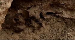 عثر على أحفورة حصان العصر الجليدي