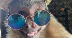لديه ملايين المعجبين 5 فيديوهات بعد وفاة القرد جورج من مضاعفات التخدير