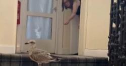 طيور النورس تقتحم البيوت والمحال فى اسكتلندا لخطف الطعام صور
