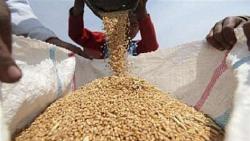 انخفاض جديد في سعر القمح سبب الشحنات الاوكرانيه