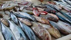 سعر السمك اليوم في سوق العبور البلطي يصل لـ23 جنيها