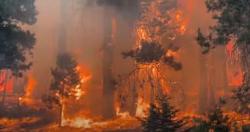 ارتفاع نسبه المساحات المحترقه بغابات تونس بنسبه 322 سبب تغيرات المناخ