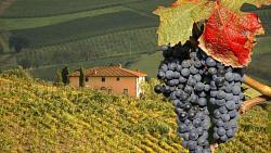 الالات بديله للبشر بمزارع العنب في ايطاليا سبب كورونا COVID21