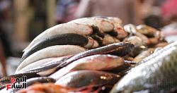 سعر الاسماك اليوم بسوق العبور للجمله البطلى الاسوانى بين 1737 جنيها