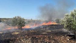 مستوطنون يحرقون العشرات من اشجار الزيتون بالضفه