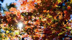 تكشف الأرصاد الجوية عن تاريخ بدء الخريف في البلاد والذي سيستمر لمدة 3 أشهر