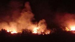 تونس والجزائر تتعرضان لحرائق في الغابات