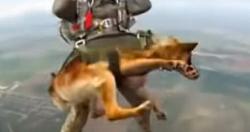 تقوم روسيا بتدريب الكلاب على القفز بالمظلات من ارتفاع 4000 متر مقاطع الفيديو والصور