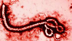 بعد خمسة أشهر من إعلان انتهاء المرض ، انتشر فيروس إيبولا مرة أخرى في الكونغو