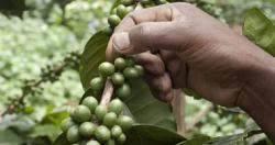 اكتشاف حبه نادره تعيد الامل لاحياء صناعه القهوه في سيراليون
